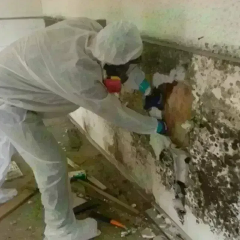 Mold Remediation and Removal in Lugoff, SC